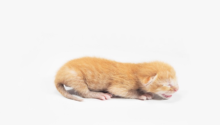 Makanan Anak Kucing Yang Baru Lahir