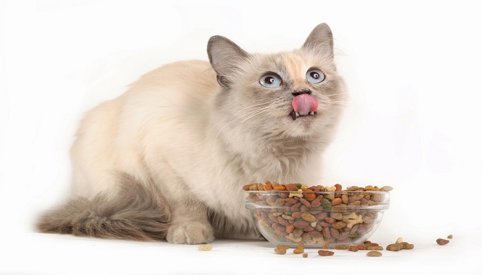 Makanan Sehat Untuk Kucing
