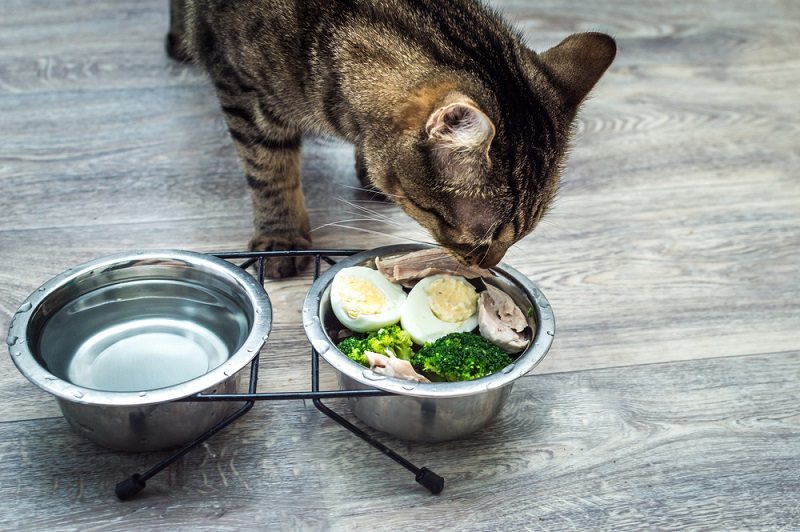 kucing makan makanan sehat