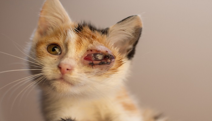 Sakit Mata Pada Kucing yang Harus Diwaspadai