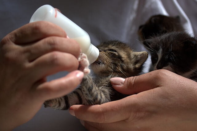 Berikan susu formula khusus bayi kucing
