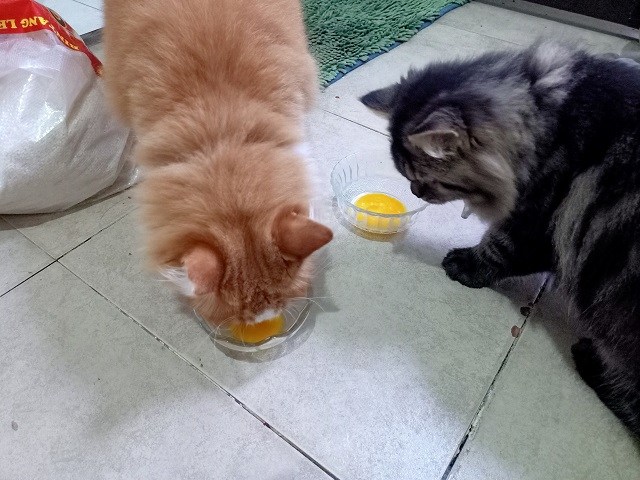 Cara Memberikan Kuning Telur Pada Kucing