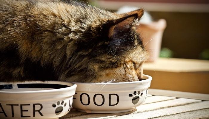 Jenis-Jenis Makanan Kucing