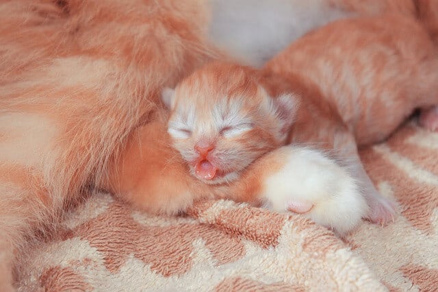 Sebagian besar pertumbuhan anak kucing terjadi ketika mereka tidur