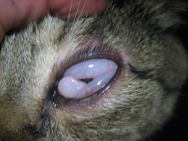 Penyakit Mata pada Kucing