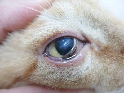 Penyakit Mata pada Kucing