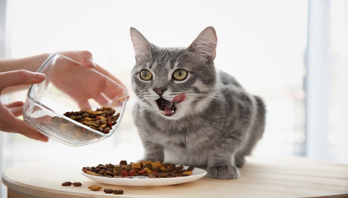 Makanan Kucing Premium