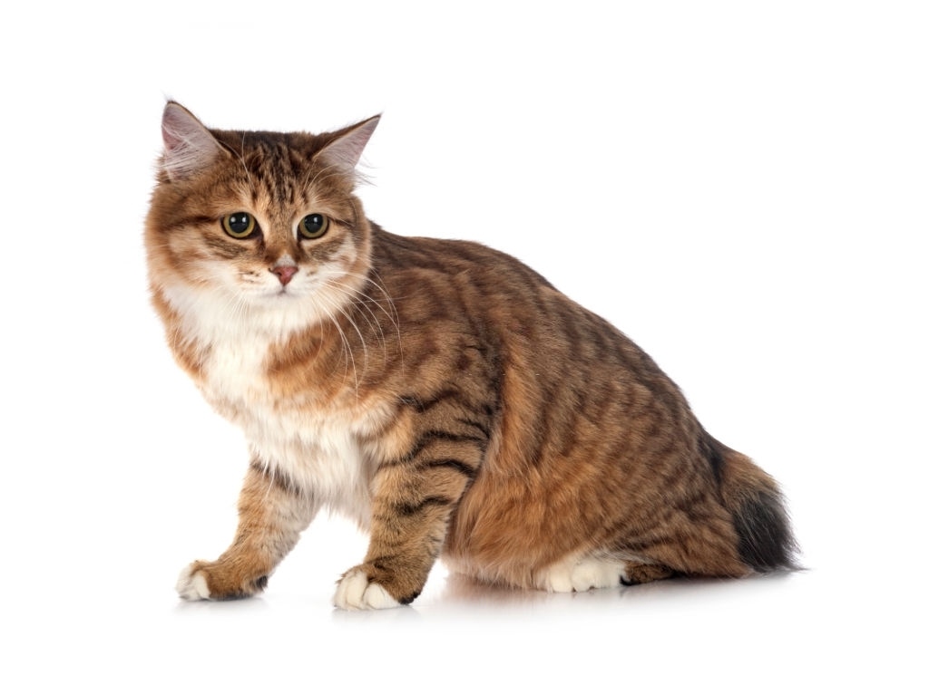 Ciri-ciri Kucing Ekor Bundel Kurilia