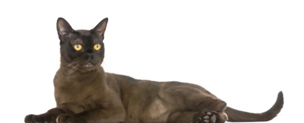 Ciri-ciri Kucing Bombay