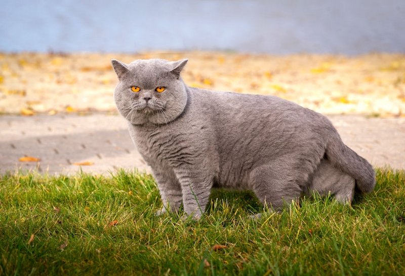 Kucing British Shorthair
