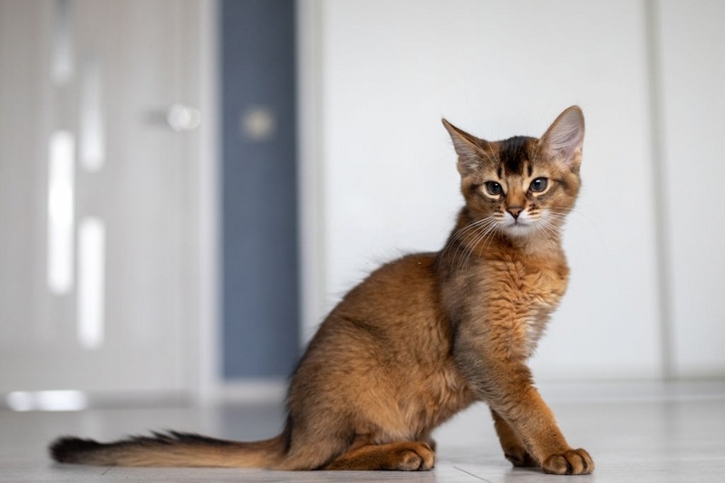 Ciri-ciri Kucing Somali