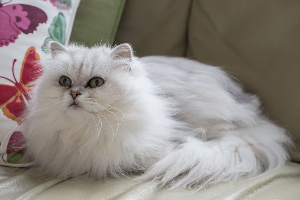 Ciri-ciri Kucing Chantilly-Tiffany