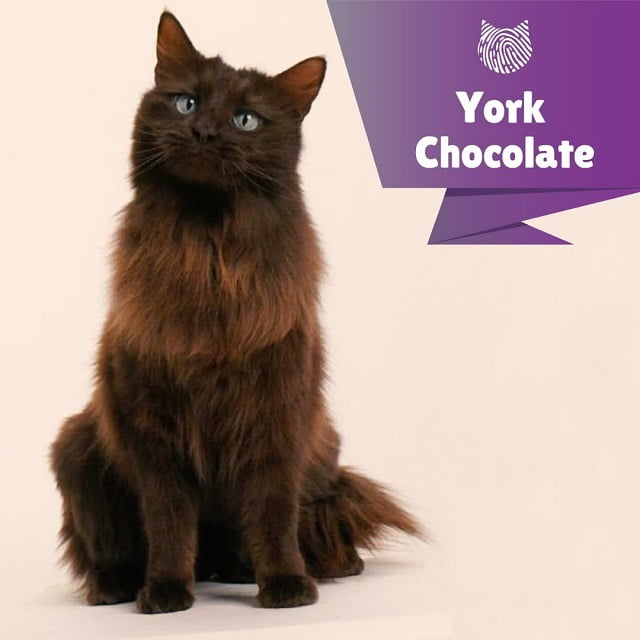Kucing York Chocolate