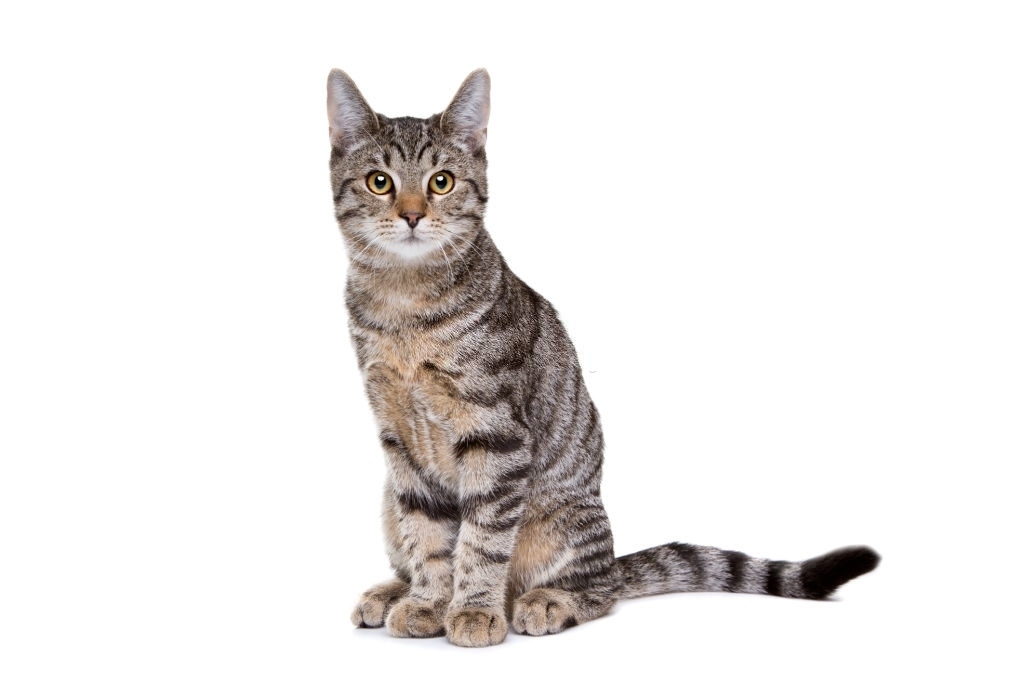 Jenis-jenis Kucing European Shorthair