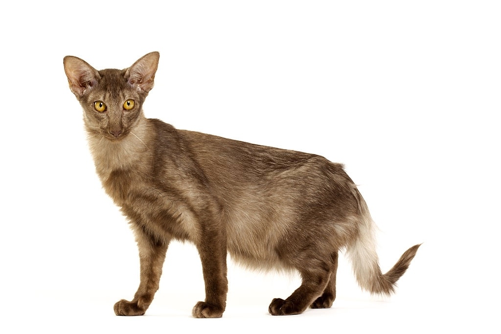 Jenis-jenis Kucing Javanese