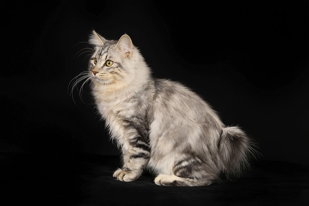 Jenis-jenis Kucing Kurilian Bobtail