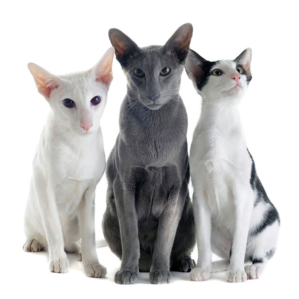 Jenis-jenis Kucing Oriental Shorthair