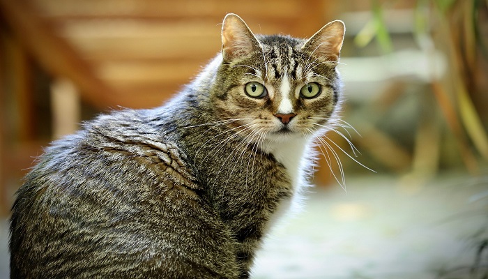 Kucing European Shorthair