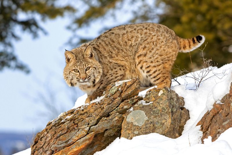 Kucing Lynx