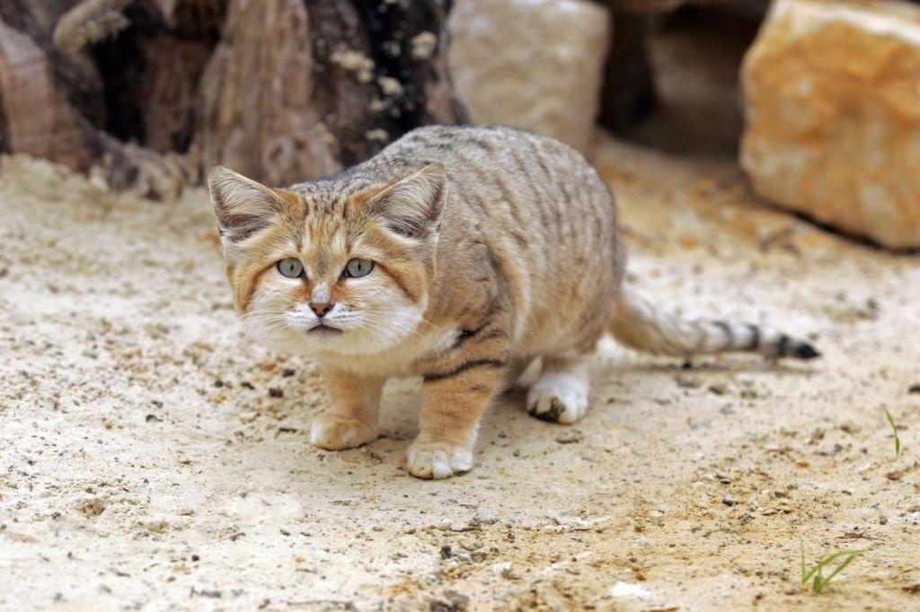 Kucing Pasir